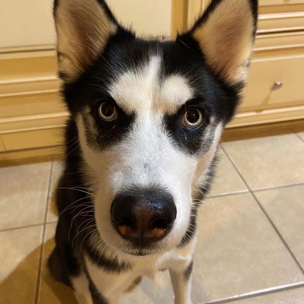 Meet your Posher, Tianxin